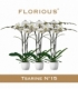 Phalaenopsis