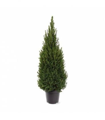 Picea