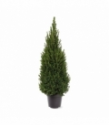 Picea