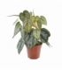 Philodendron