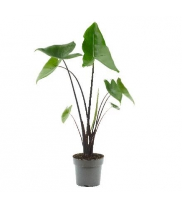 Alocasia