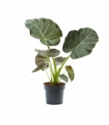 Alocasia