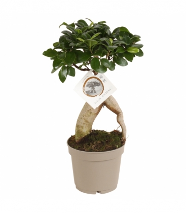 Ficus