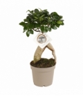 Ficus