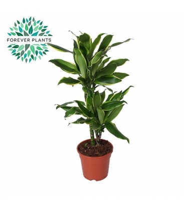 Dracaena