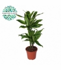 Dracaena