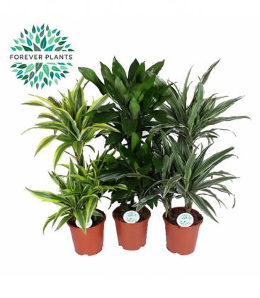 Dracaena