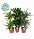 Dracaena