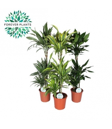 Dracaena