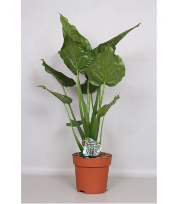 Alocasia