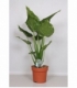 Alocasia