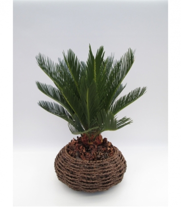 Cycas