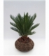 Cycas