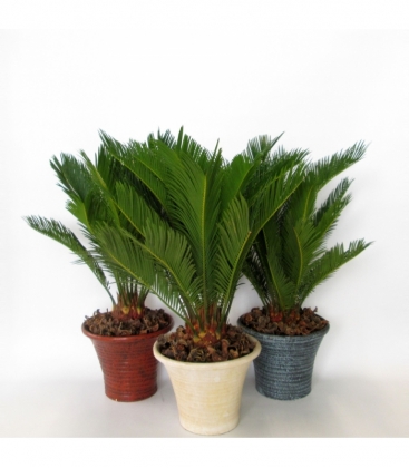 Cycas