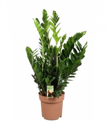 Zamioculcas