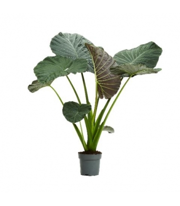 Alocasia