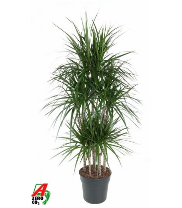 Dracaena