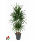 Dracaena