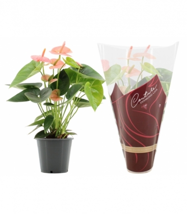 Anthurium