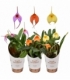 Masdevallia