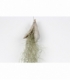 Tillandsia