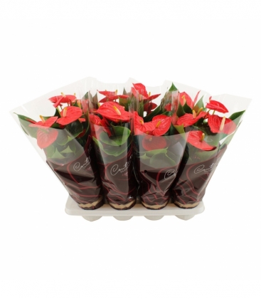 Anthurium