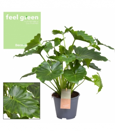 Philodendron