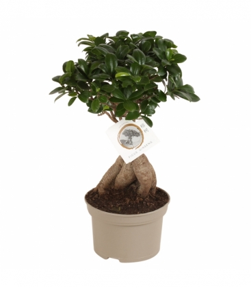 Ficus