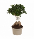 Ficus