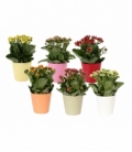 Kalanchoe