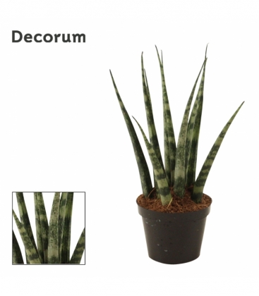 Sansevieria