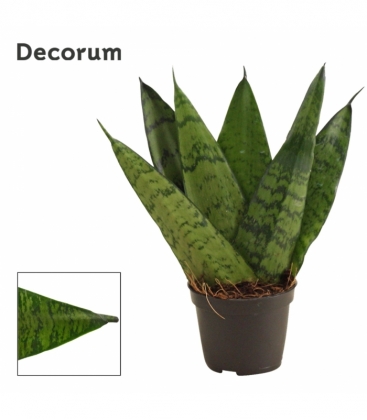 Sansevieria