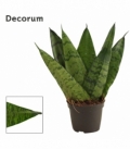 Sansevieria