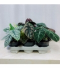 Alocasia