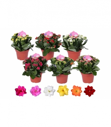 Kalanchoe