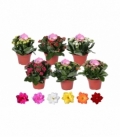 Kalanchoe