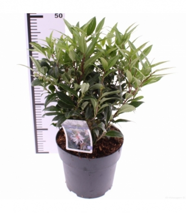 Sarcococca