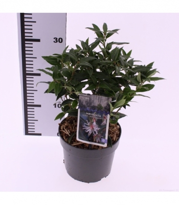 Sarcococca