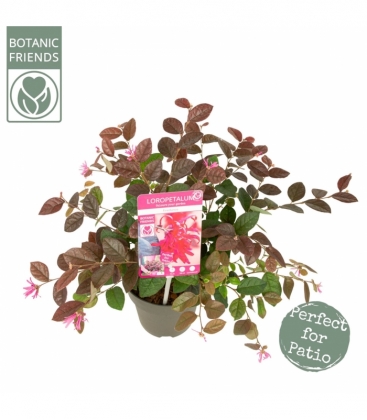 Loropetalum