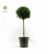 Buxus