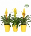 Bromelia