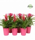 Bromelia