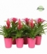 Bromelia