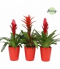 Bromelia