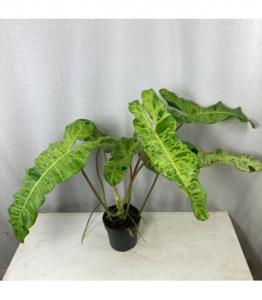 Philodendron