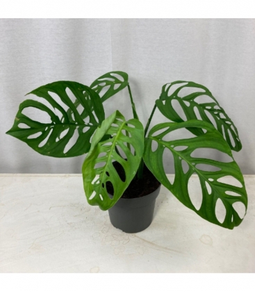 Monstera