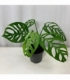 Monstera