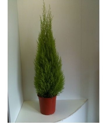 Cupressus