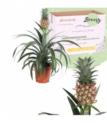 Ananas