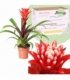 Guzmania